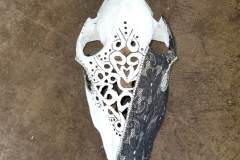 Night-at-the-Opera-Zebra-Skull